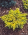 Jałowiec płożący Limeglow - złoty Juniperus horizontalis Limeglow 3