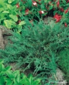 Jałowiec pospolity Green Carpet Juniperus communis Green Carpet 6