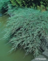 Jałowiec pospolity Green Carpet Juniperus communis Green Carpet 7