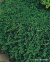 Jałowiec pospolity Green Carpet Juniperus communis Green Carpet 3