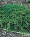 Jałowiec pospolity Green Carpet Juniperus communis Green Carpet 1