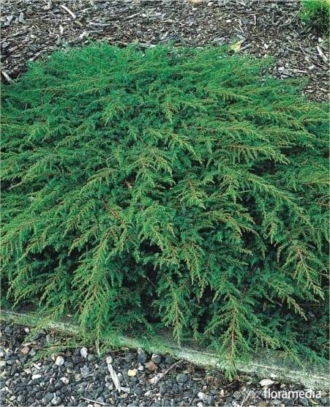 Jałowiec pospolity Green Carpet Juniperus communis Green Carpet 1