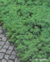 Jałowiec pospolity Green Carpet Juniperus communis Green Carpet 4