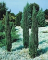 Jałowiec skalny Blue Arrow - stożkowy na żywopłot Juniperus scopulorum Blue Arrow 1