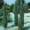 Jałowiec skalny Blue Arrow - stożkowy na żywopłot Juniperus scopulorum Blue Arrow 6