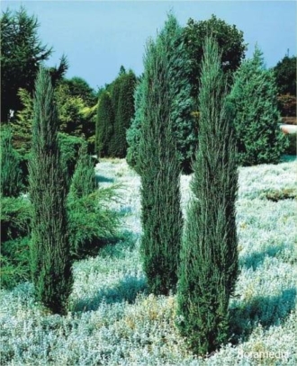 Jałowiec skalny Blue Arrow - stożkowy na żywopłot Juniperus scopulorum Blue Arrow 1