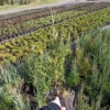 Jałowiec skalny Blue Arrow - stożkowy na żywopłot Juniperus scopulorum Blue Arrow 2