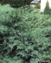 Jałowiec pospolity Green Carpet Juniperus communis Green Carpet 5