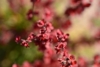 Berberys Thunberga Red Hot Chili - Czerwona Berberis Thunbergii 'Red Hot chilli' 4