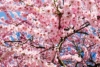 Wiśnia Colorata - biało-czerwone kwiaty Prunus 'Colorata' 3