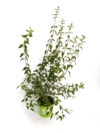 Jaśminowiec wonny - piękne kwiaty Philadelphus coronarius 3