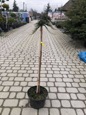 Jałowiec wiltonii szczepiony Juniperus horizontalis 'Wiltonii' Szczepiony 1