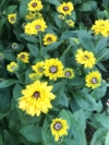 Jeżówka Leilani - Żółte kwiaty czarny środek Echinacea purpurea 'Leilani ' 2