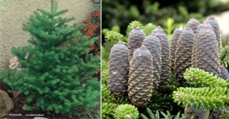 Jodła koreańska (Abies koreana) - Piękne drzewo Abies koreana 1