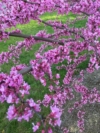 Judaszowiec kanadyjski - 50cm Cercis canadensis 5