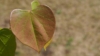 Judaszowiec Południowy- różowe piękne kwiaty Cercis siliquastrum 3