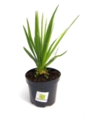 Jukka karolińska - wieloletnia sadzonka C5 Yucca filamentosa C5 3