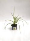 Juka Golden Heart - żółta złota odmiana Yucca filamentosa 'Golden heart' 2