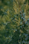 Jałowiec chiński Kuriwao Gold - złota odmiana Juniperus chinensis 'Kuriwao gold' 3