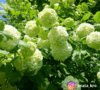 Kalina koralowa Compactum - czerwone owoce Viburnum opulus 'Compactum' 3