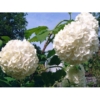 Kalina koralowa ROSEUM - białe pompony Viburnum opulus 'Roseum' 9