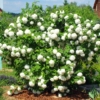 Kalina koralowa ROSEUM - białe pompony Viburnum opulus 'Roseum' 10
