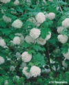 Kalina koralowa ROSEUM - białe pompony Viburnum opulus 'Roseum' 4