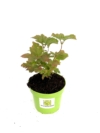Kalina koralowa ROSEUM - białe pompony Viburnum opulus 'Roseum' 2