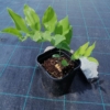 Kokoryczka wielkokwiatowa (Polygonatum) - PIĘKNA BYLINA Polygonatum 3