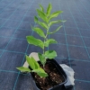 Kokoryczka wielkokwiatowa (Polygonatum) - PIĘKNA BYLINA Polygonatum 2