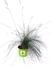 Kostrzewa sina Blue Select - niebieska trawa Festuca glauca Blue Select 2