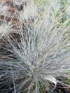 Kostrzewa sina Elijah Blue (Festuca) - Niedźwiedzie futro trawa ozdobna Festuca glauca Elijah Blue 4