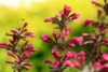 Krzewuszka cudowna Eva Rathke - Różowe Kwiaty Weigela florida 'Eva Rathke' 4
