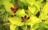 Krzewuszka Golden Jeans - złote liście różowe kwiaty Weigela florida 'Golden Jeans' 5