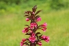 Krzewuszka cudowna Eva Rathke - Różowe Kwiaty Weigela florida 'Eva Rathke' 3