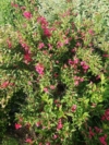 Krzewuszka cudowna Bristol Ruby - INTENSYWNIE RÓŻOWA ODMIANA Weigela florida 'Bristol ruby' 6