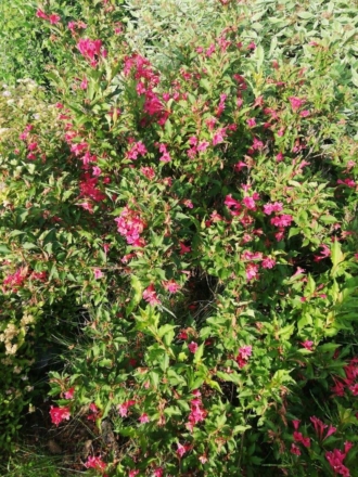 Krzewuszka cudowna Bristol Ruby - INTENSYWNIE RÓŻOWA ODMIANA Weigela florida 'Bristol ruby' 6