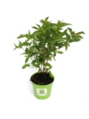 Krzewuszka cudowna Eva Rathke - Różowe Kwiaty Weigela florida 'Eva Rathke' 2