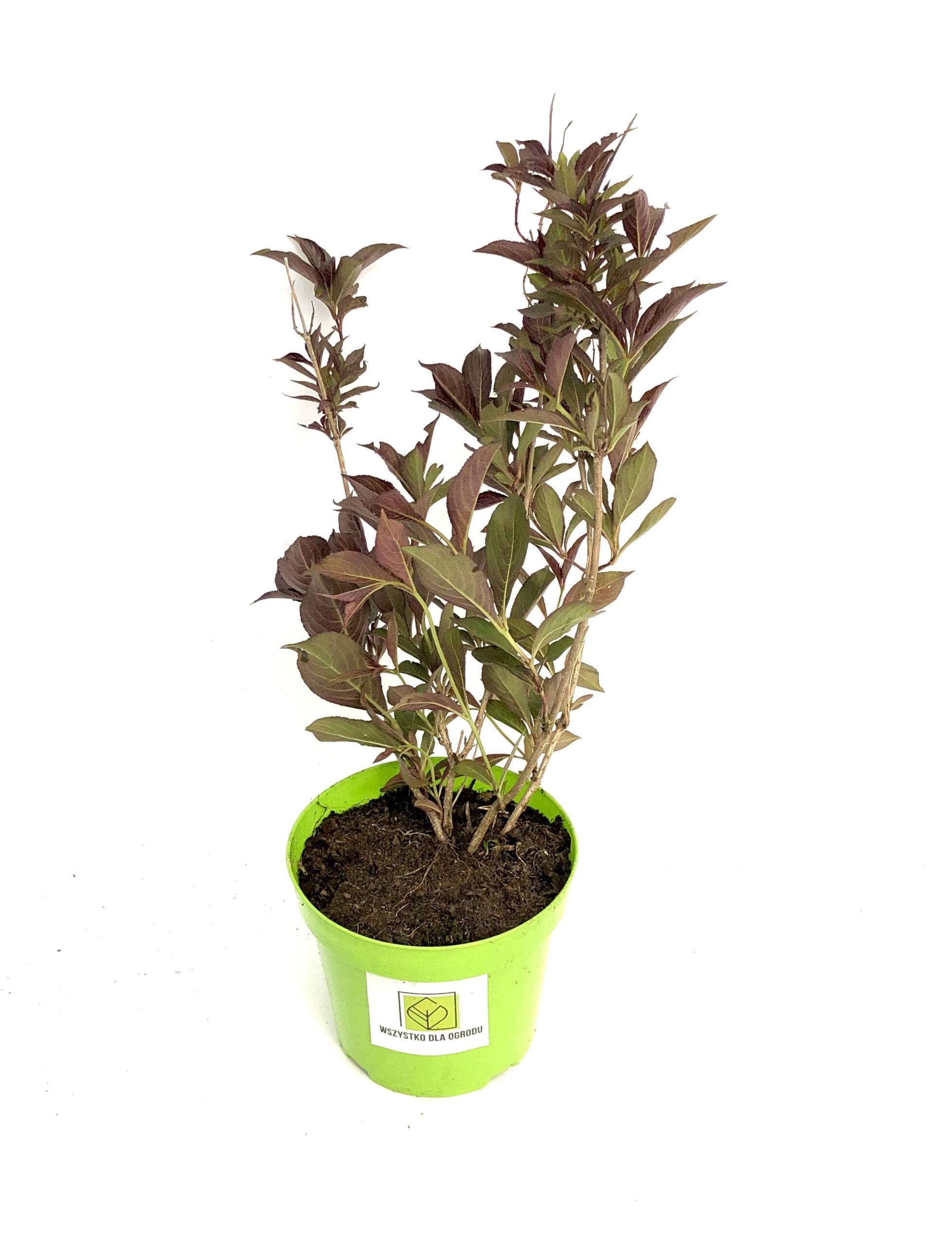 Krzewuszka cudowna ALEXANDRA - FIOLETOWE LIŚCIE, RÓŻOWE KWIATY Weigela florida 'Alexandra' 2