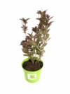 Krzewuszka cudowna "Purpurea Nana" - ciemne liście i różowe kwiatyrosy rocket Weigela florida "Purpurea Nana" 2