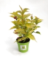 Krzewuszka Golden Jeans - złote liście różowe kwiaty Weigela florida 'Golden Jeans' 3