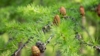 Modrzew europejski - piękne drzewo Larix decidua 10