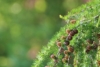Modrzew europejski - piękne drzewo Larix decidua 5
