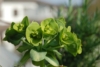 Wilczomlecz Mirtowaty - Kosmiczna roślina Euphorbia myrsinites 8