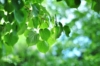 Brzoza Pospolita - Piękna kora Betula Pendula 3