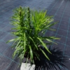 Liatra kłosowa 'Kobold' (Liatris spicata) - fioletowa odmianav Liatris spicata 'Kobold' 2