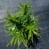 Liatra kłosowa 'Kobold' (Liatris spicata) - fioletowa odmianav Liatris spicata 'Kobold' 3