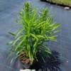 Liatra kłosowa 'Kobold' (Liatris spicata) - fioletowa odmianav Liatris spicata 'Kobold' 4