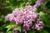 Lilak pospolity General Pershing - JASNA BIEL Syringa vulgaris 'General pershing' 7