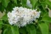 Lilak pospolity Madame lemoine - Biała Syringa vulgaris 'Madame lemoine' 7